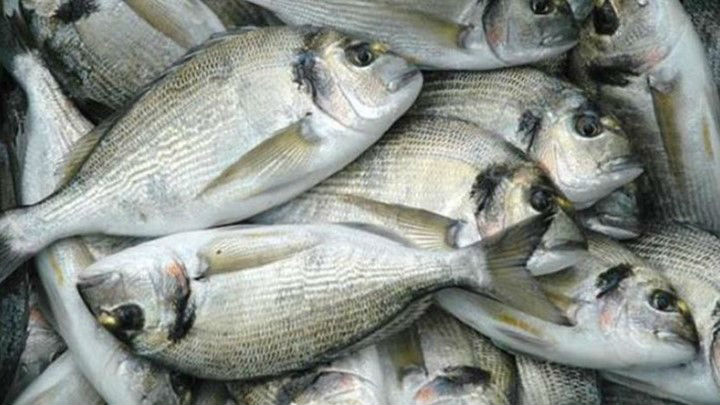 Κόρινθος: Έκλεψε 468 κιλά τσιπούρες από ιχθυοτροφείο για να τις πουλήσει σε ψαράδικο