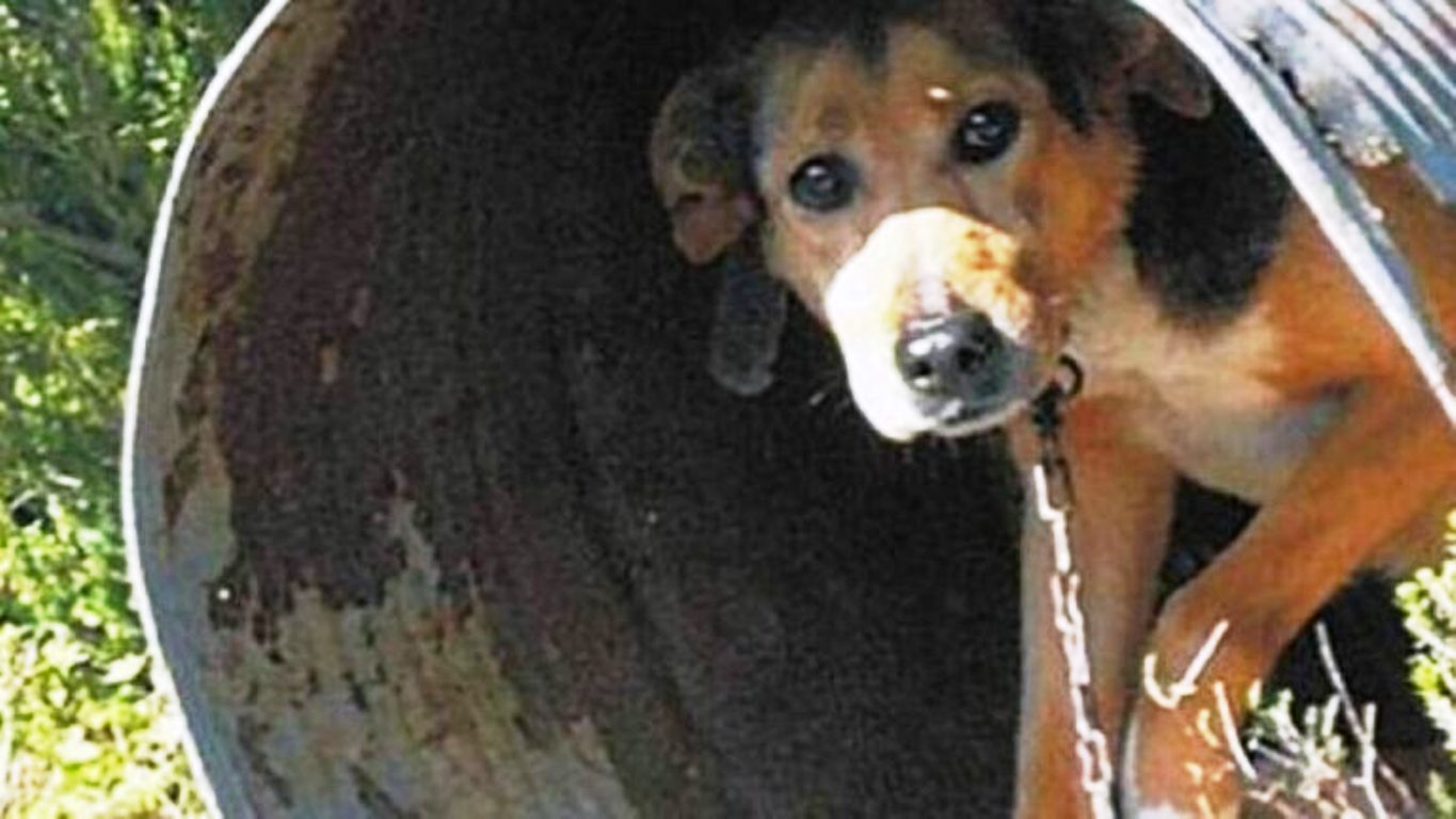 47χρονος κρατούσε αλυσοδεμένα 14 σκυλιά σε αποθήκη