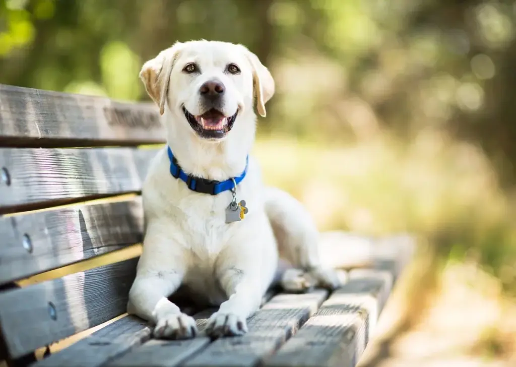 Χαλκιδική: Έρευνες για τον εντοπισμό του δράστη που πυροβόλησε και σκότωσε σκυλάκι