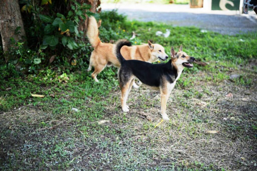 Απάνθρωπη εγκατάλειψη σκύλων στη Λήμνο