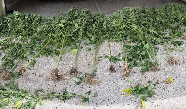 Καλλιέργεια καλαμπο…κάνναβης στην Πέλλα