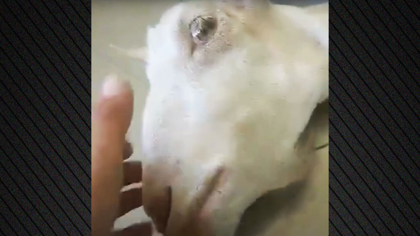 Αποτροπιασμός στην Ηλεία: Πέταξαν ζωντανή ακρωτηριασμένη κατσίκα