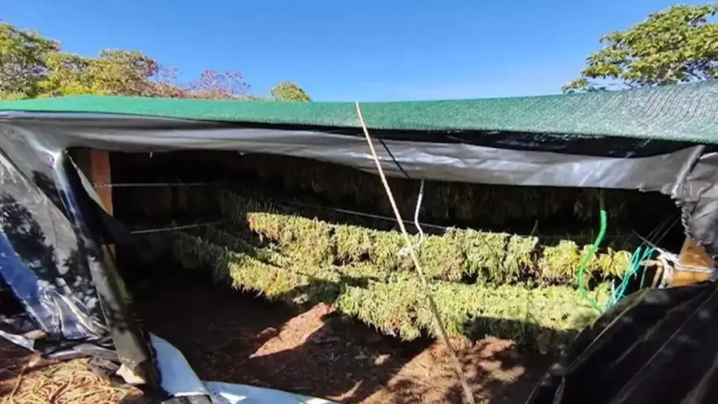 Εξαρθρώθηκε σπείρα διακίνησης ναρκωτικών που δρούσε σε Αττική και Αρκαδία – Κατασχέθηκαν πάνω από 1 τόνος κάνναβης, τουφέκι και πιστόλια