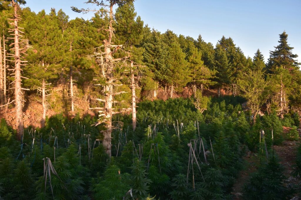 Μεγάλη «χασισοφυτεία« εντοπίστηκε σε δύσβατη περιοχή στην Κορινθία – Στα 3.000.000 τα εκτιμώμενα «κέρδη» – Δύο συλλήψεις