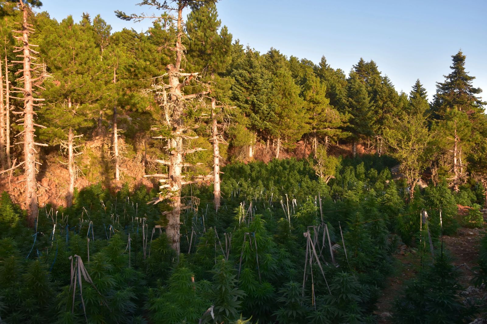 Φωτογραφία:ΕΛ.ΑΣ.