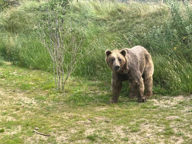 Αρκούδα επιτέθηκε και τραυμάτισε σοβαρά 80χρονο