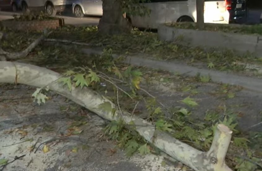 Θεσσαλονίκη: Πτώση μεγάλου δέντρο στην Τούμπα