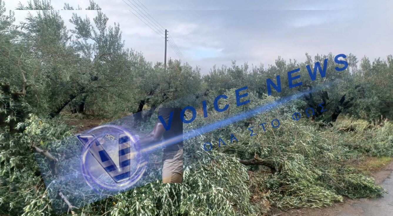Άγνωστοι εισβάλλουν στα κτήματα και καταστρέφουν για "εκδίκηση" ελαιόδεντρα