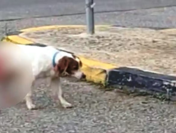 Άγρια σεξουαλική κακοποίηση σκύλου