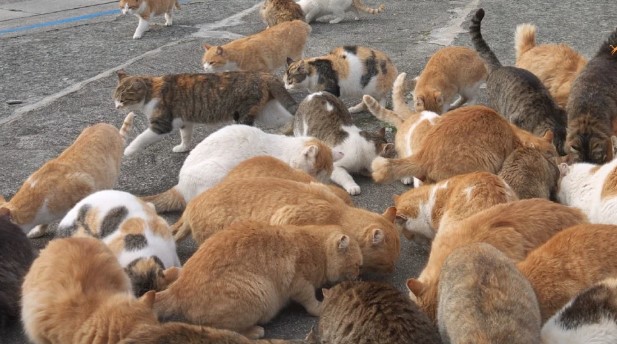 Εύοσμος Θεσσαλονίκης: Είχαν κλεισμένες στο σπίτι τους 51 γάτες για να τις φάνε