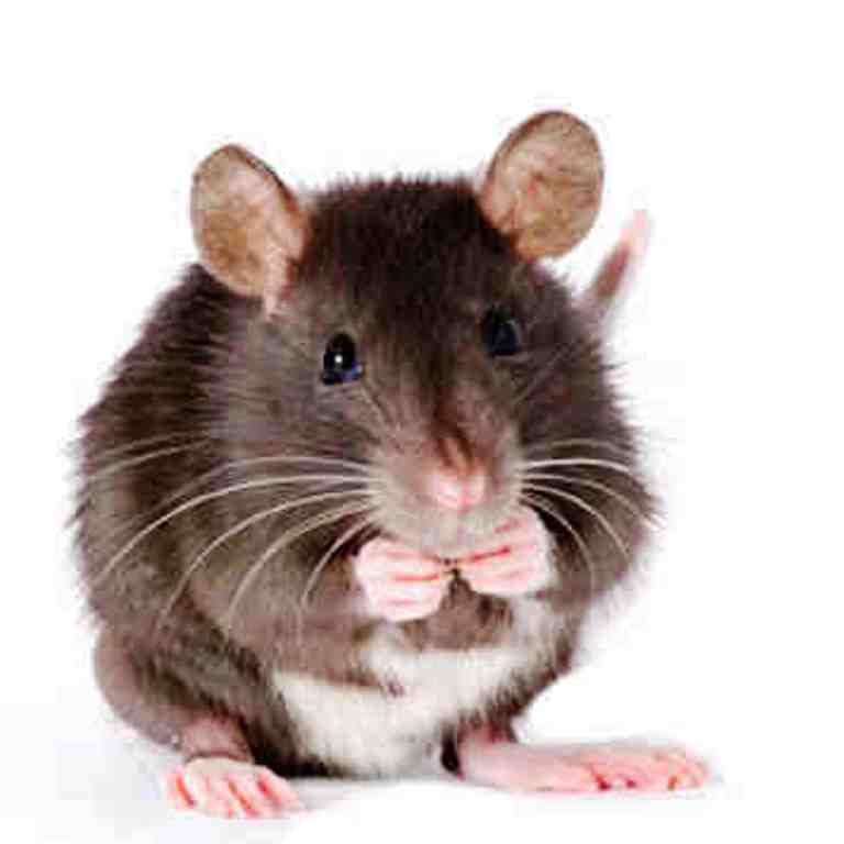 Ανησυχία σε σχολικό συγκρότημα στο Βόλο όπου εμφανίστηκαν αρουραίοι