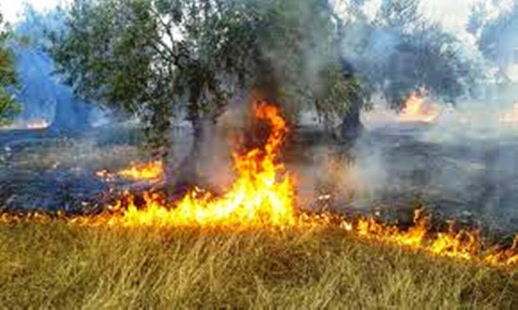 Άντρας εντοπίστηκε νεκρός σε χωράφι που έπιασε φωτιά στην Άνω Βάθεια Ευβοίας