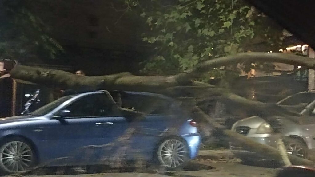 Πτώση δέντρου πάνω σε οχήματα στη Θεσσαλονίκη