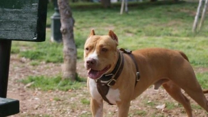 Ανείπωτη τραγωδία: Νεκρό βρέφος 18 μηνών από επίθεση πίτμπουλ