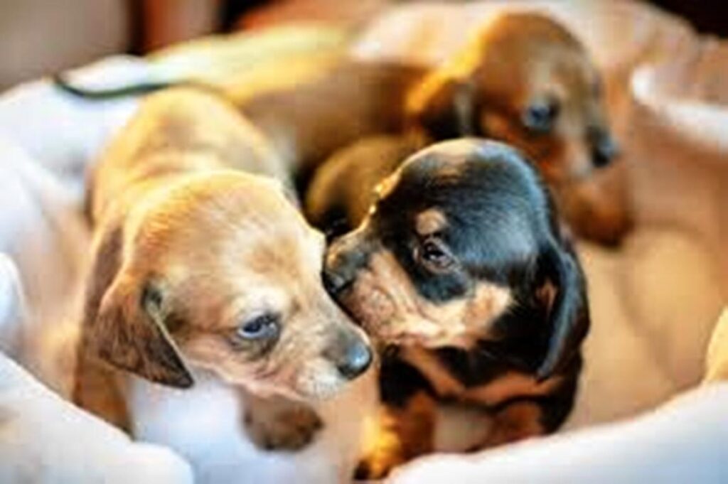 25χρονος επιτέθηκε με πέτρα σε 89χρονη που θανάτωσε κουτάβια στην Πάτρα