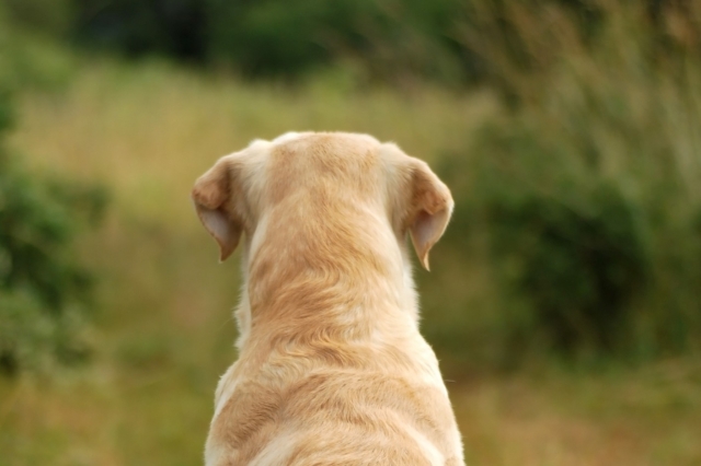Φρίκη στην Θεσσαλονίκη: Έθαψε ζωντανό σκύλο δένοντάς τον με χαρτοταινία