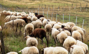 Σχεδόν μισό εκατομμύριο πρόβατα νεκρά και η κυβέρνηση τρέχει να «συμμαζέψει τα ασυμμάζευτα»