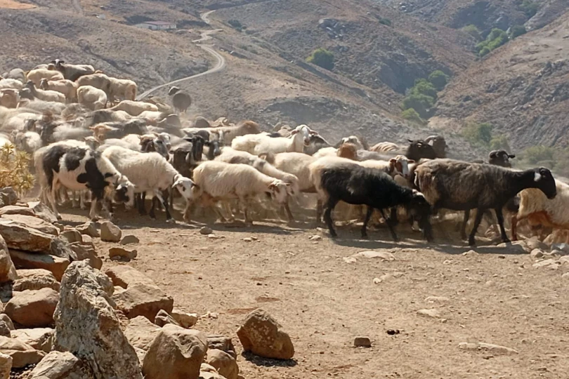 Κρήτη: Εκλεψαν 60 ζώα από ποιμνιοστάσιο σε ορεινή περιοχή – Ανήλικος ο ένας δράστης