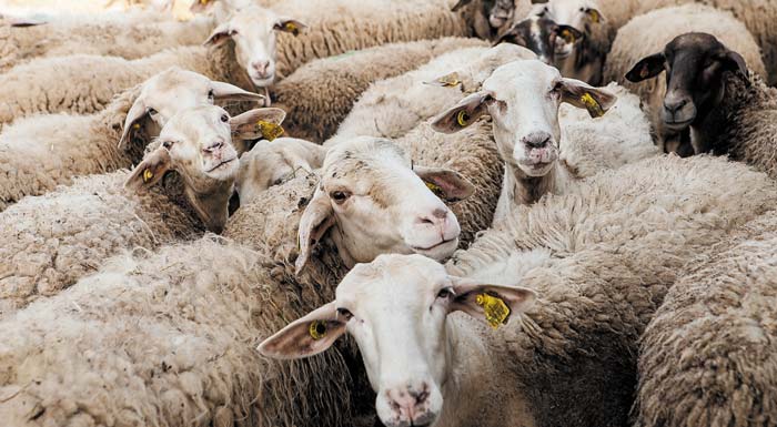 Eυλογιά αιγοπροβάτων: Σχεδόν 500.000 ζώα έχουν θανατωθεί