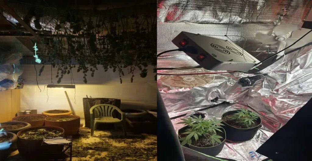 Ρόδος: Εξαρθρώθηκε οργανωμένο κύκλωμα καλλιέργειας και διακίνησης κάνναβης – 4 συλλήψεις