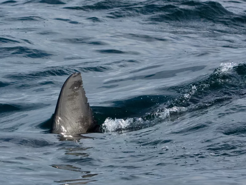 Τραγωδία στο Σίδνεϊ: Υπέκυψε στα τραύματά του 12χρονο αγόρι που είχε δεχθεί επίθεση από καρχαρία
