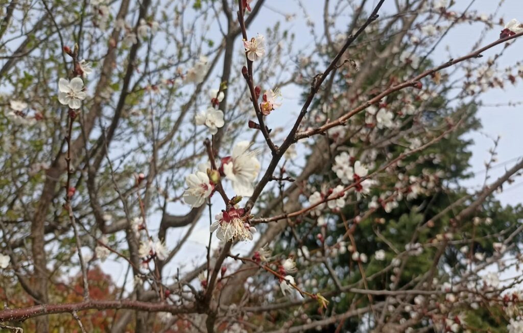 Ηλιοφάνεια σήμερα με μικρή άνοδο της θερμοκρασίας