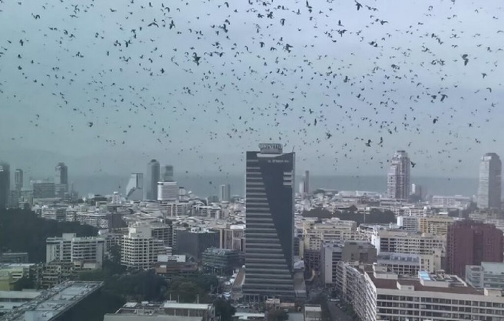 Απόκοσμο θέαμα στο Τελ Αβίβ: Χιλιάδες κοράκια «σκέπασαν» τον ουρανό