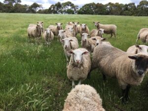 Κτηνοτροφία: Θανατικό δίχως τέλος