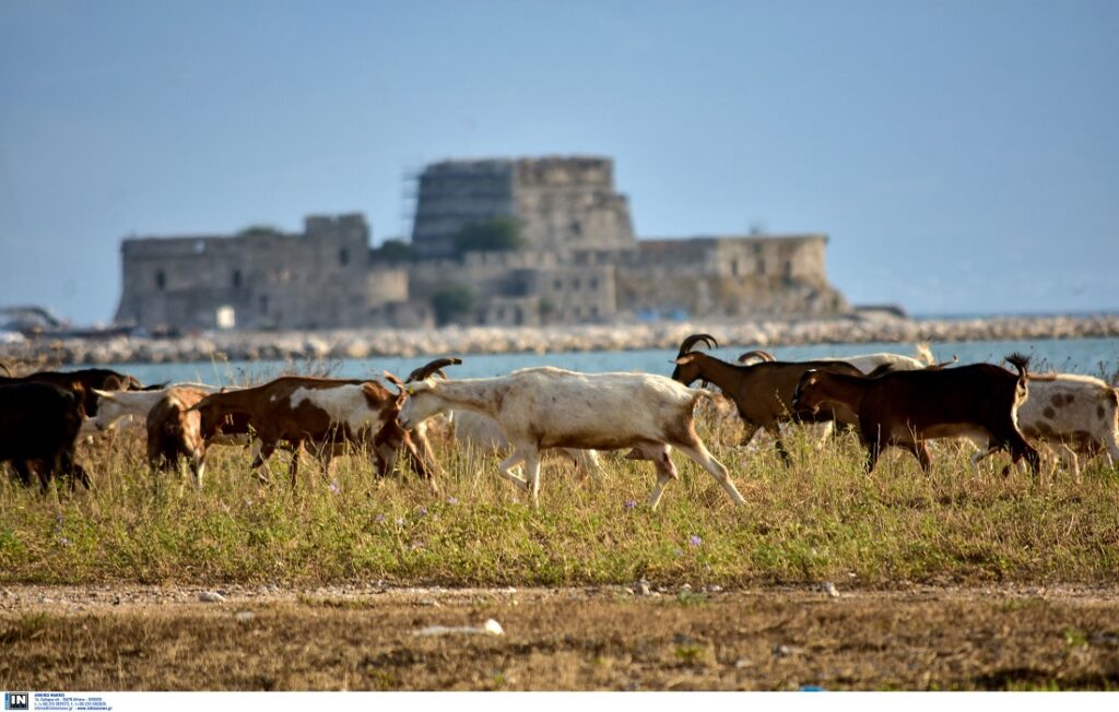 Οι κτηνοτρόφοι «χάνουν» το Πάσχα: «Θα έχουμε “βαφτίσια”, η διαδικασία ελέγχων για την ευλογιά προχωρά με αργούς ρυθμούς»