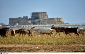 Οι κτηνοτρόφοι «χάνουν» το Πάσχα: «Θα έχουμε “βαφτίσια”, η διαδικασία ελέγχων για την ευλογιά προχωρά με αργούς ρυθμούς»