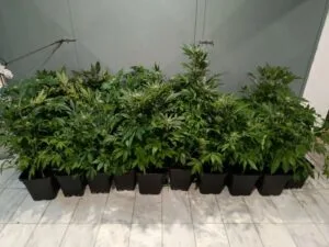 Θεσσαλονίκη: Εντοπίστηκε σε διαμέρισμα εργαστήριο υδροπονικής καλλιέργειας κάνναβης