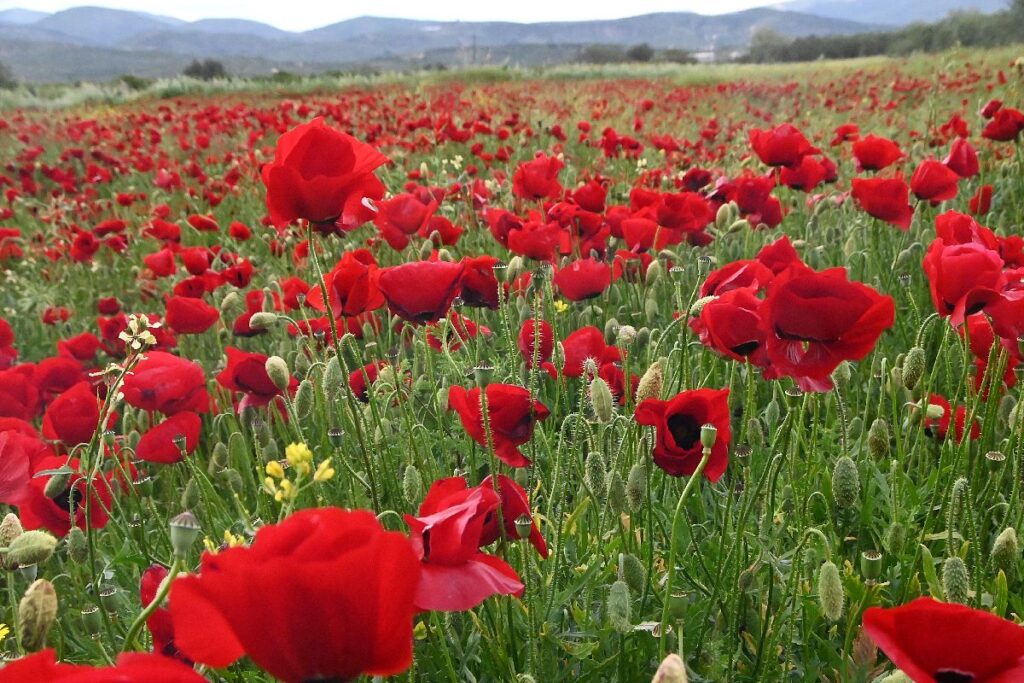 Ψυχρή εισβολή ανήμερα Πρωτομαγιάς