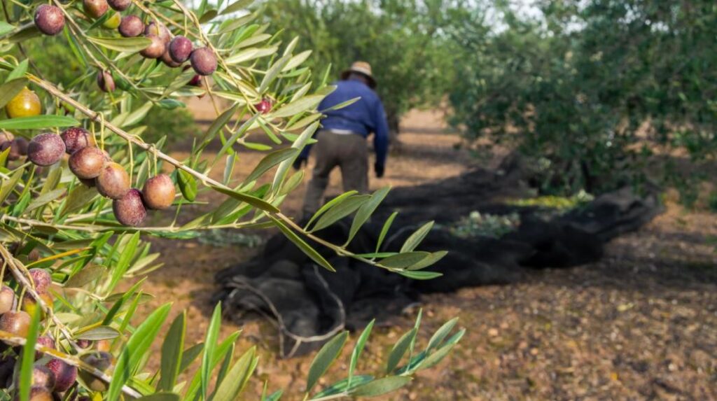 Ξεκινά το σχέδιο για 5.000 εργάτες γης από την Αίγυπτο