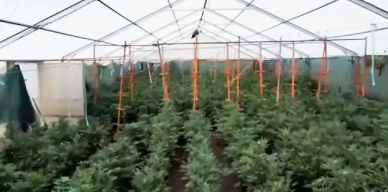 Εντοπίστηκε φυτεία «μαμούθ» με πάνω από 6.600 δενδρύλλια κάνναβης – 11 συλλήψεις (ΒΙΝΤΕΟ)