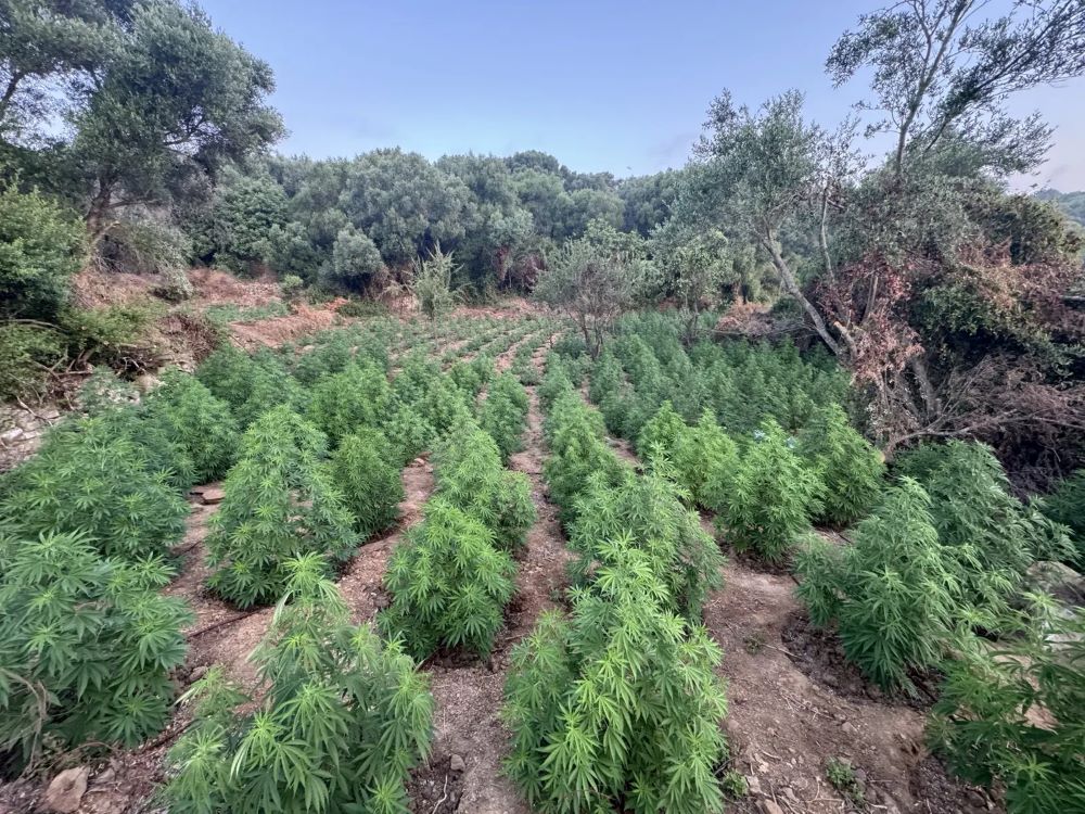 Εντοπίστηκε μεγάλη φυτεία δενδρυλλίων κάνναβης μέσα σε δύσβατη δασική έκταση – Συνελήφθησαν δύο αλλοδαποί