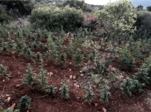 Βοιωτία: Εντοπίστηκε φυτεία με πάνω από 1.500 δενδρύλλια κάνναβης – Οκτώ συλλήψεις (ΒΙΝΤΕΟ)