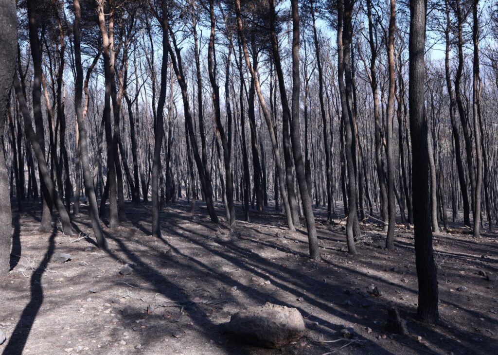 Χωρίς ενεργό μέτωπο η πυρκαγιά στη Δυτική Αττική όπου συνεχίζεται η μάχη με τις αναζωπυρώσεις