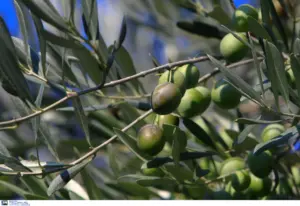 Οικονομική «καταιγίδα» χτυπά φέτα, γιαούρτι, λάδι και ελιά